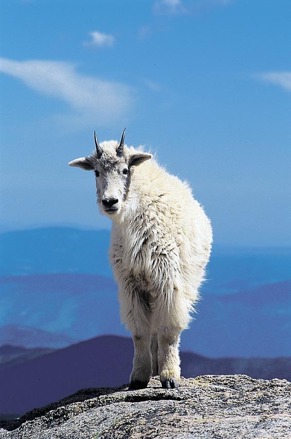 Mountain Goat