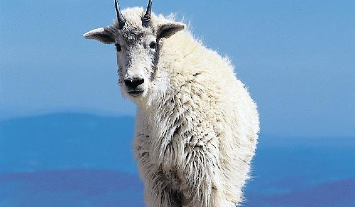 Mountain Goat